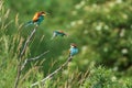 Merops apiaster colorful bird on nice green background with beautiful bokeh and butterfly in its beak Royalty Free Stock Photo