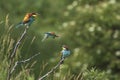 Merops apiaster colorful bird on nice green background with beautiful bokeh Royalty Free Stock Photo