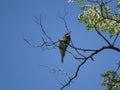 Merops apiaster couple spotted on tree branch in Germany