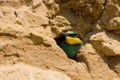 Merops apiaster, European Bee-eater