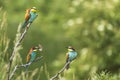 Merops apiaster - European bee-eater colorful bird on a nice green background with beautiful bokeh Royalty Free Stock Photo