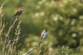 Merops apiaster - European bee-eater colorful bird on a nice green background with beautiful bokeh Royalty Free Stock Photo