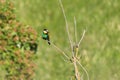 Merops apiaster - European bee-eater colorful bird on a nice green background with beautiful bokeh. Photo of wild nature Royalty Free Stock Photo