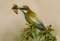 Merops apiaster Royalty Free Stock Photo