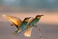 Merops apiasters , rainbow birds of prey,color birds, birds of paradise, european bee eaters in the evening sun