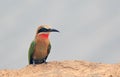 An white fronted bee eater perched on the edge of a sandy riverbank in south luangwa national park, zambia,