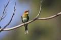 Merops leschenaulti, chestnut headed bee-eater, Thailand Royalty Free Stock Photo