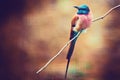 Merops nubicus, northern carmine bee-eater, African near passerine bird Royalty Free Stock Photo