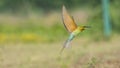 Merops philippinus - Blue Tailed bee eater takeoff, with full-stretched wings Royalty Free Stock Photo