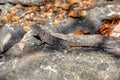 Merrem\'s Madagascar swift, Oplurus cyclurus, Tsimanampetsotsa National Park. Madagascar wildlife Royalty Free Stock Photo