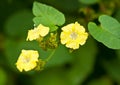 Merremia hederacea flower