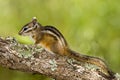 Merriam's Chipmunk Royalty Free Stock Photo