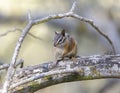 Merriam`s Chipmunk perched on tree branch Royalty Free Stock Photo