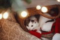 Merry christmas! Adorable cat sleeping in straw basket with santa hat under christmas tree lights. Cute kitten relaxing in modern Royalty Free Stock Photo