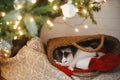 Merry christmas! Adorable cat sleeping in straw basket with santa hat under christmas tree lights. Cute kitten relaxing in modern Royalty Free Stock Photo