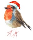 Merry Christmas bird robin with hat greeting decoration.