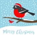 Merry Christmas. Bullfinch winter bird on rowan rowanberry sorb berry tree branch. Red Santa Claus hat. Cute cartoon baby