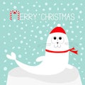 Merry Christmas Candy cane text. White Sea lion. Harp seal pup lying on iceberg ice. Red santa hat, scarf. Cute cartoon character. Royalty Free Stock Photo