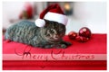 Merry Christmas card. Gray cat with santa hat is sitting . Royalty Free Stock Photo