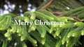 Merry Christmas card and greeting on green pine leaves background. Christmas concept backgrounds. Merry Christmas with white text
