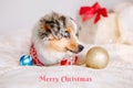 Merry Christmas Card With Text. Cute Dog Pet Lying On Bed At Home With Ornaments. Christmas, New Year Holiday Celebration.