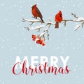 Merry Christmas Card - Winter Birds with Rowan Berries Royalty Free Stock Photo