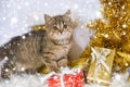 Merry christmas cat Royalty Free Stock Photo