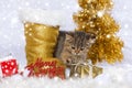 Merry christmas cat Royalty Free Stock Photo