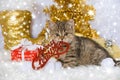 Merry christmas cat Royalty Free Stock Photo