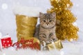 Merry christmas cat Royalty Free Stock Photo