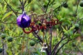 Merry christmas on citrus tree