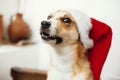 Merry Christmas concept. Cute dog in santa hat with adorable eye Royalty Free Stock Photo