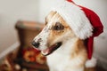 Merry Christmas concept. Cute dog in santa hat with adorable eye Royalty Free Stock Photo