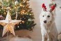 Merry Christmas! Cute dog in reindeer antlers sitting on background of stylish christmas tree with illuminated star and lights. Royalty Free Stock Photo