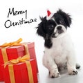 Merry Christmas with dog