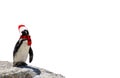 Merry christmas a funny african penguin wearing a scarf and santa claus hat isolated on a white background