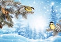 Merry Christmas greeting background. Winter landscape with snow .Christmas birds on fir tree branch