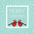 Merry Christmas greeting card. Bullfinch winter red feather bird set. Santa hat. White square frame with text. Cute cartoon funny