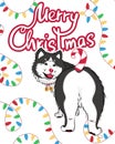 Merry christmas greeting card with cute cartoon husky dog, funny candy cane tail, garland lights, pet bells on white background, Royalty Free Stock Photo