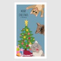 Merry Christmas greeting card with naughty cats