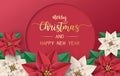 Merry Christmas greeting card, postcard, poster with red poinsettia flowers on red and cream color background. Vector illustration Royalty Free Stock Photo