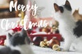 Merry Christmas Greeting card. Merry Christmas text handwritten on adorable two kittens at christmas star, tree decorations, Royalty Free Stock Photo