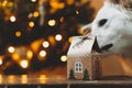 Merry Christmas and Happy Holidays! Cute dog smelling christmas gift box ih house shape on background of christmas tree lights Royalty Free Stock Photo