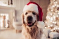 Dog on New Year`s Eve Royalty Free Stock Photo