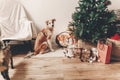 merry christmas and happy new year concept. cute brown dog sitting in festive room under christmas tree with lights and presents Royalty Free Stock Photo