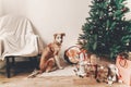 merry christmas and happy new year concept. cute brown dog sitting in festive room under christmas tree with lights and Royalty Free Stock Photo