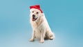 Merry Christmas and Happy New Year. Cute labrador dog sitting in Santa Claus hat over blue studio background, panoram Royalty Free Stock Photo