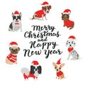 Merry Christmas and Happy new year. Happy dogs in costumes Santa Claus Royalty Free Stock Photo