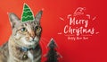 Merry christmas and happy new year doodle with cat nome and christmas tree on red background,holiday greeting card