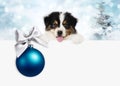 Merry christmas and happy new year gift card, puppy pet dog with blue christmas ball with silver ribbon bow, isolated on blurred Royalty Free Stock Photo